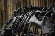 Останки самого большого динозавра в истории обнаружены в Аргентине