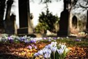 На кладбище под Хабаровском нашли останки главы похоронного бюро