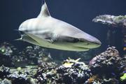 Ученые обнаружили  у берегов США акул с поврежденным мозгом