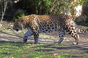 Считавшийся вымершим леопард снова гуляет по Северной Осетии