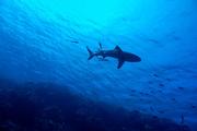 Доисторическую акулу с тремястами зубами поймали в Португалии