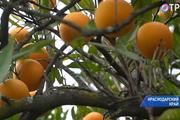 В Сочи начался сбор апельсинов