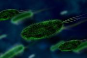 Ученые знают, в какой стране скоро появятся опаснейшие супербактерии