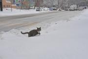 К весне количество выпавшего в Москве снега достигнет двух метров