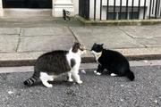 Как кот премьера Британии устроил драку с котом из МИДа