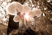 Ученые выяснили, зачем грибам галлюциногены