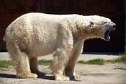 Белый медведь пришел в гости к вахтовикам на Ямале