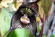 Редкая орхидея-вампир распустилась в Ботаническом саду МГУ