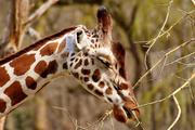 В китайском зоопарке трагически погиб жираф
