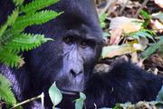У редкой равнинной гориллы родился детеныш