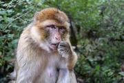 Видео, как обезьяна отомстила туристу, сбросившему ее в пруд