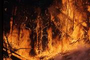 Площадь лесных пожаров на территории РФ возросла в три раза