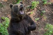 Жительница США спасла пятилетнюю дочь из лап медведя