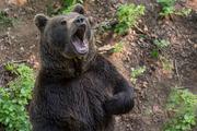 Медведь в тайге «помог» заблудившимся дозвониться до спасателей