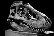 Бразильские ученые обнаружили новый древнейший вид динозавров