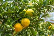 Медики доказали пользу апельсинов для здоровья глаз