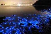 Ученые объяснили,почему вода в Черном море ночью светится ярко синим светом