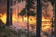 Количество погибших при лесных пожарах в Греции возросло до 50