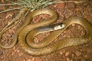 В Австралии шестилетний ребенок дважды пережил укусы ядовитых змей
