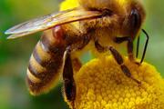 Ученые: осы и пчелы узнают людей в лицо