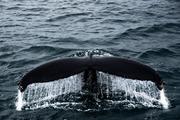 Останки древнего кита нашли при строительстве подхода к Крымскому мосту