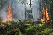 Природный пожар в Ростовской области: площадь возросла до 10 гектаров