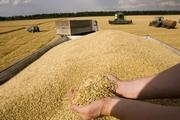 Москва может захватить рынок зерна ЕС, но Вашингтон против