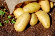 В Роскачестве рассказали, как правильно выбирать картофель