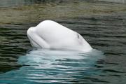Белый кит замечен в Темзе неподалеку от Лондона