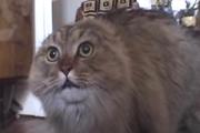 В Перми умер всемирно известный кот-мем Nonono-cat