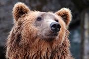 Медведь убил школьника на Камчатке