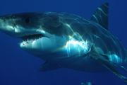 В Австралии акула напала на 33-летнего мужчину