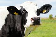 В Австралии обнаружили аномально огромную корову