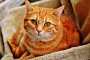 Милонов предложил ввести закон, запрещающий наказывать котов