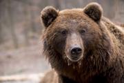 Медведь убил жителя Челябинской области