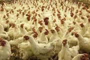 Минсельхоз сообщил о резком подорожании куриного мяса в России