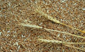Цены на российскую пшеницу выросли