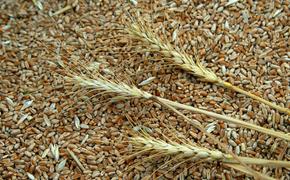 Литва впервые купила сибирскую пшеницу