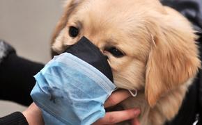 Теперь миру угрожает собачий грипп