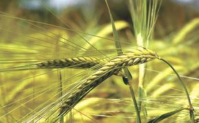 Из-за летних холодов в Сибири растут цены на пшеницу