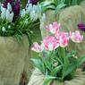 Более 100 тысяч зараженных цветов ввезли через госграницу в Пскове 