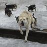 В Хабаровском крае решили за три года избавиться от бродячих собак на улицах