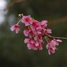 Сакуры в Ботаническом саду начали цвести
