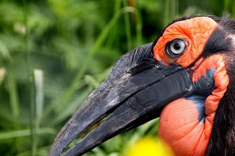 В Московском зоопарке на свет появились птенцы редчайшего вида ворона