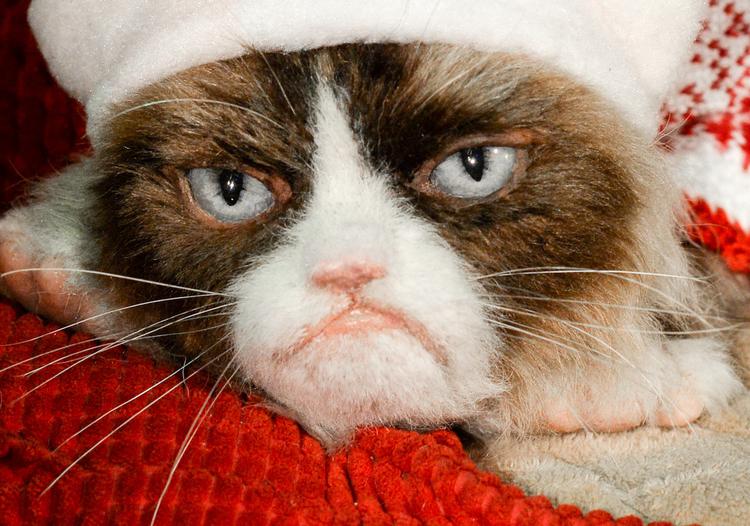 Умерла героиня мемов – кошка Grumpy Cat