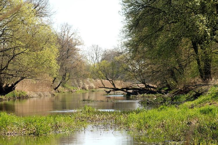 Под Костромой в реке нашли тело пропавшего восьмилетнего мальчика