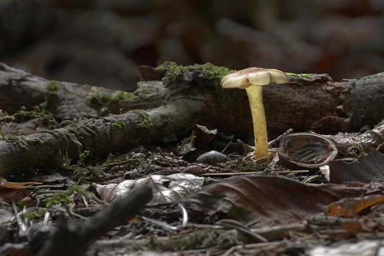В Канаде найден гриб, возраст которого достигает 1 млрд лет