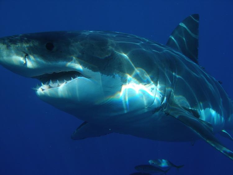 На Гавайях акула убила 65-летнего жителя Калифорнии