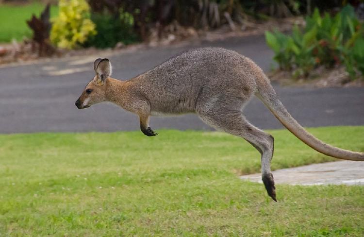 Австралия: кенгуру подралась с игрушечным тираннозавром