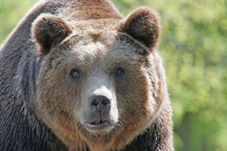 В США мужчина подрался с медведем ради спасения собаки